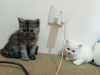 Persian cat